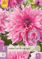 Dahlia cafe au lait rose - afbeelding 1