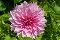 Dahlia cafe au lait royal - afbeelding 2