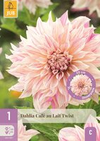 Dahlia cafe au lait twist