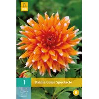 Dahlia Color spectacle