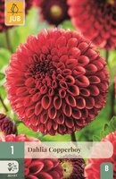 Dahlia Copper boy