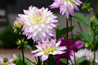 Dahlia crazy love - afbeelding 2