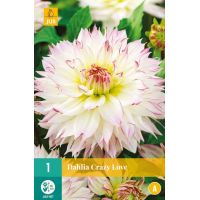 Dahlia crazy love - afbeelding 1