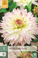 Dahlia crazy love