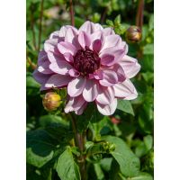 Dahlia creme de cassis - afbeelding 2