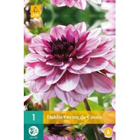 Dahlia creme de cassis - afbeelding 2