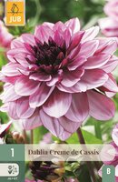 Dahlia creme de cassis
