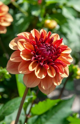 Dahlia Creme de cognac - afbeelding 2