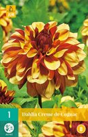 Dahlia Creme de cognac - afbeelding 2