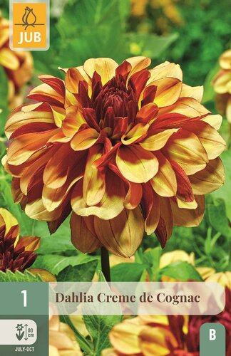 Dahlia Creme de cognac - afbeelding 1