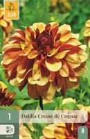 Dahlia Creme de cognac
