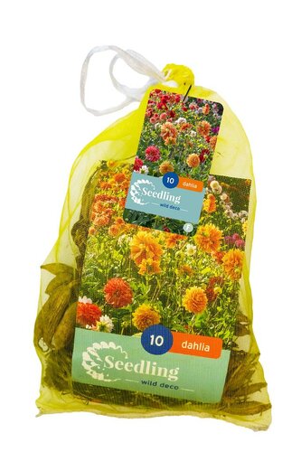 Dahlia decoratief mix 10 knollen