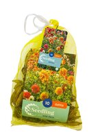 Dahlia decoratief mix 10 knollen