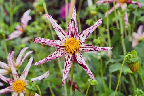 Dahlia destinys teachers - afbeelding 2