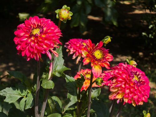 Dahlia ding a dong - afbeelding 2