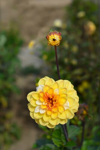 Dahlia double jill - afbeelding 2