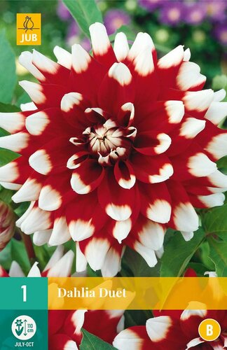 Dahlia Duet - afbeelding 1