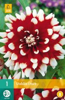 Dahlia Duet - afbeelding 2