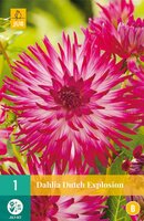 Dahlia Dutch explosion - afbeelding 2