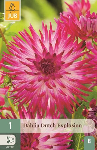 Dahlia Dutch explosion - afbeelding 1