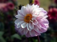 Dahlia espacio - afbeelding 2