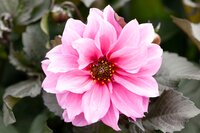 DAHLIA FASCINATION