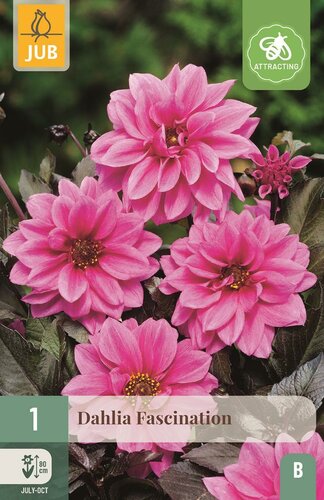 Dahlia fascination - afbeelding 1
