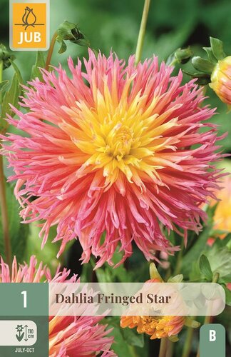 Dahlia fringed star - afbeelding 1
