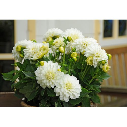 Dahlia gallery art fair® - afbeelding 2