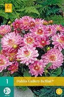 Dahlia gallery bellini - afbeelding 2
