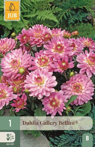 Dahlia gallery bellini - afbeelding 1