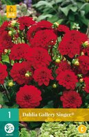 Dahlia gallery singer - afbeelding 1