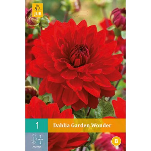 Dahlia Garden wonder - afbeelding 1