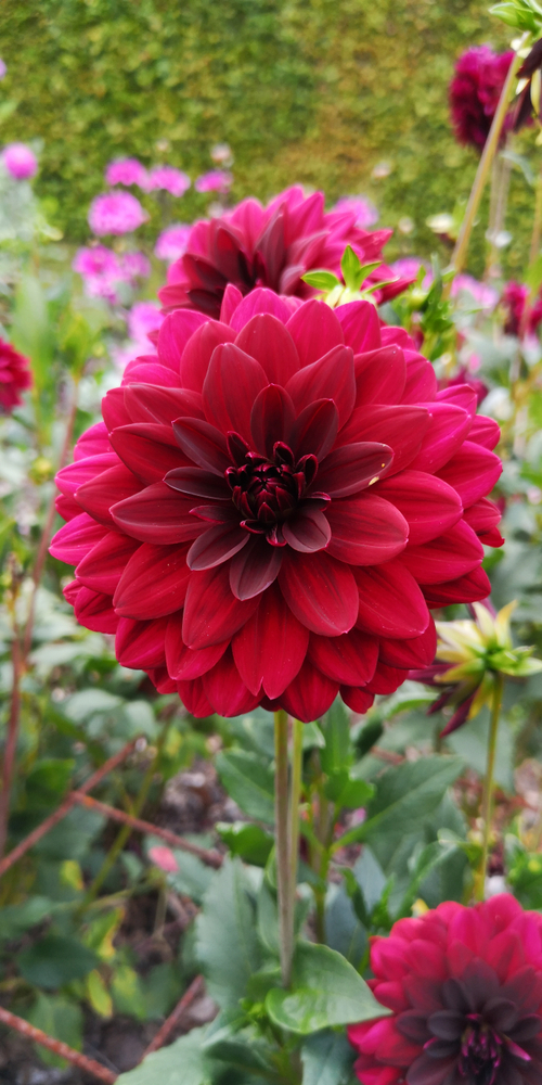 Dahlia Garden wonder - afbeelding 2