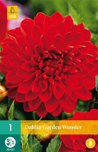 Dahlia Garden wonder - afbeelding 1