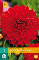 Dahlia Garden wonder - afbeelding 2
