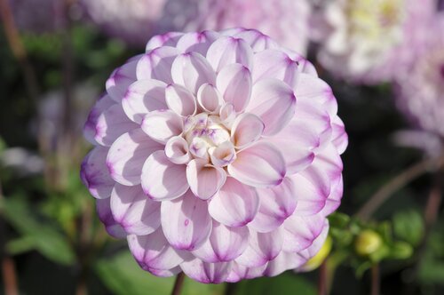 Dahlia Genova - afbeelding 2