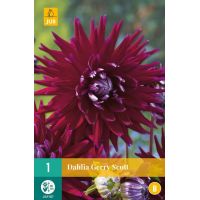 Dahlia Gerry Scott