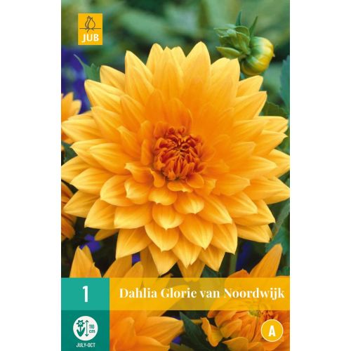 Dahlia glorie van Noordwijk - afbeelding 1