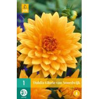Dahlia glorie van Noordwijk - afbeelding 2
