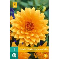 Dahlia glorie van Noordwijk - afbeelding 1