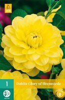 Dahlia Glory of heemstede - afbeelding 1