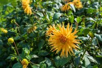 Dahlia gold crown - afbeelding 2