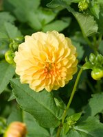 Dahlia golden scepter - afbeelding 2