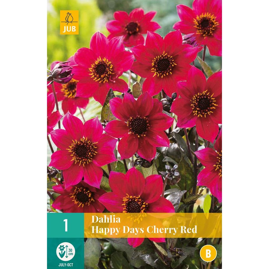 Dahlia happy days cherry red Bloembollen Kopen? Goedkoop