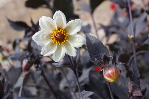 Dahlia happy days cream white - afbeelding 2