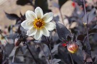 Dahlia happy days cream white - afbeelding 2