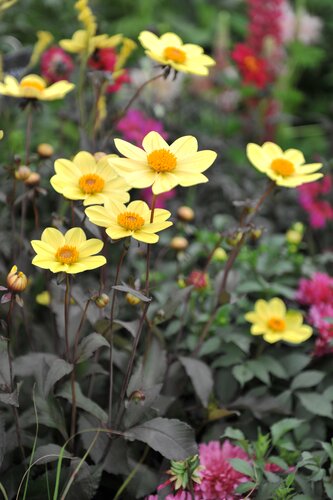 Dahlia happy single mix - afbeelding 2