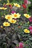 Dahlia happy single mix - afbeelding 2