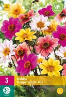 Dahlia happy single mix